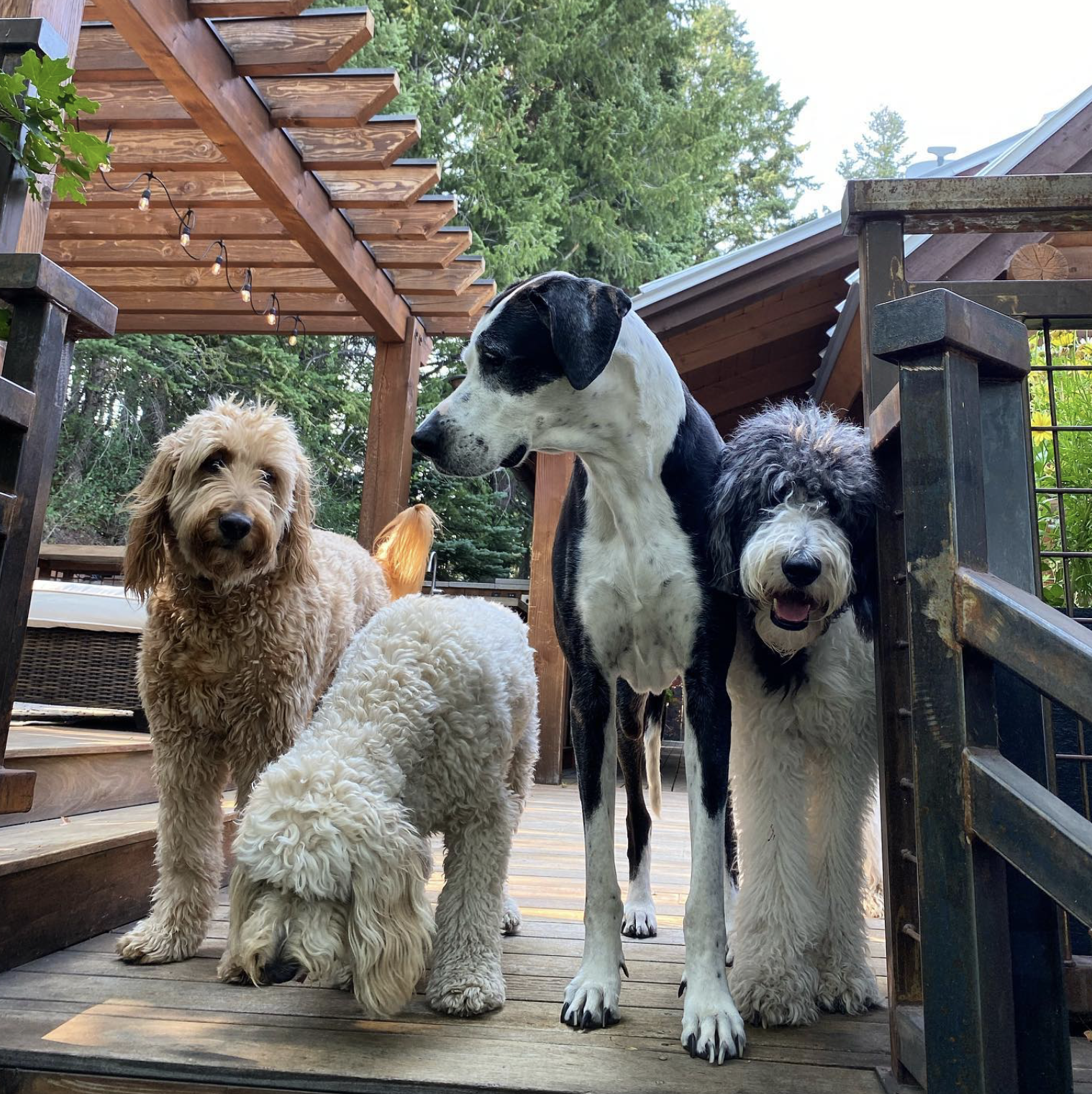 Pet Friendly Cabin Rentals at Stewart Mountain Lodging